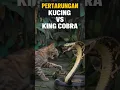 Download Lagu Pertarungan sengit kucing pemberani vs king cobra #kucing #kucingvsular #cat #ularcobra #kucinglucu