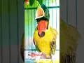 Download Lagu KICAU MASTERAN BURUNG SAMYONG GACOR #shorts #shortsfeed #shortsviral #birds #birdsounds #samyong