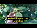 Download Lagu Naaba Eddagala Lino Liyitibwa Akasekera Ddagala Lyamikisa Dungi