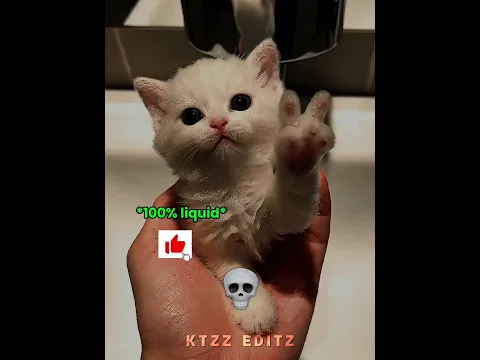 When Cats Are Actually Liquid 💀