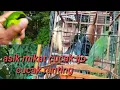 Download Lagu Asik nya mikat cucak ijo sama cucak ranting poin berkali kali
