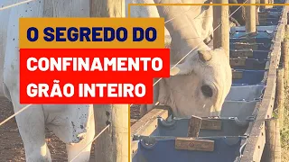 Como fazer adaptação do CONFINAMENTO GRÃO INTEIRO