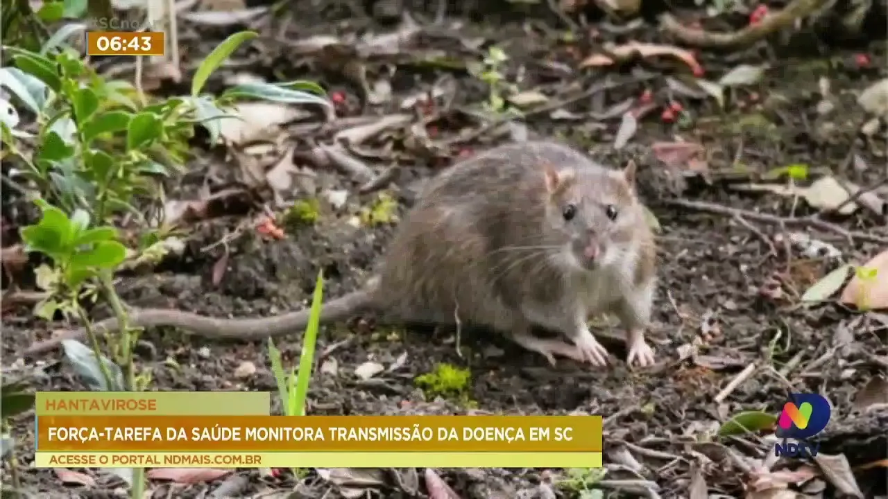 Transmissão de hantavirose é monitorada em SC