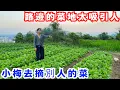 Download Lagu 路邊的菜地太吸引人了，白菜新鮮又嫩，小梅忍不住拿出打稱器，去別人的菜地裡摘菜