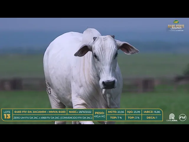 Novilha Nelore MMVA-6483