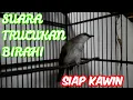 Download Lagu Suara Burung Trucukan Jantan Sedang Birahi - Siap Kawin