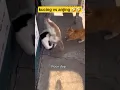 Download Lagu kucing vs anjing berantem 🤣🤣 #vidio lucu #funnyvideo #animals #kucing #angjing