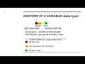 Episode 2 Variables Data Types - C Edition