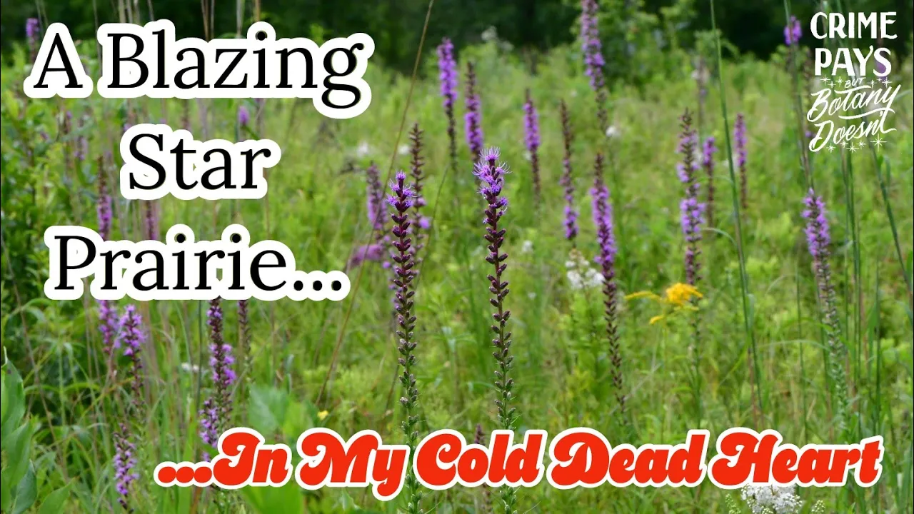 A Blazing Star Prairie of the Mind (Western Pennsylvania)