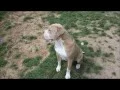 Pitbull Mastiff Mix Cross Puppy