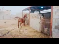 Breeding of horse by natural techniques