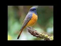 Download Lagu  Robins, Chats, Wheatears