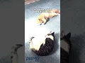 Why Do Cats Bunny Kick PetMD