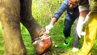 Wild Elephant Suffers Severe Leg Injury After Getting Entangled in Fishing Net #elephant
