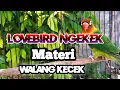 Download Lagu Masteran Lovebird Materi  walang kecek/Gampang Masuk/Terbaru 2022