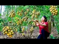 Download Lagu How To Harvest Langsat Fruit, Sell Them At The Market And Cook Them | Tieu Vy Free Bushcraft