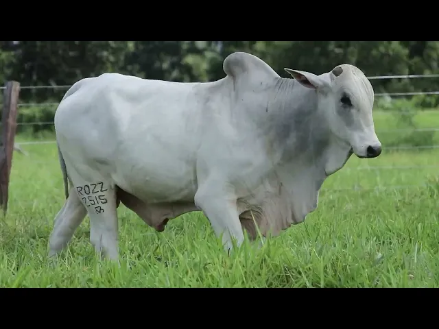 Touro Nelore ROZZ - 2515
