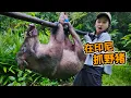 Lagu 印尼抓野猪，印尼人仅靠一根竿一捆绳，竟抓100斤重山猪！| 印尼 | | 打猎 | 野猪 | 海岛 | 赶海 |