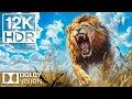 Download Lagu TEMUKAN SATWA LIAR DALAM 12K ULTRA HDR | Musik Sinematik \u0026 Rekaman Hewan yang Semarak
