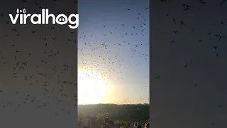 خفافيش تطير خارج الكهف ViralHog 