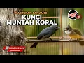 Download Lagu Masteran Kasar Tembakan Panjang Cucak Jenggot Beset Greja vs Srigunting Abu Abu Gacor Isian Panjang