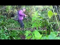 Lagu Ternyata Sangat mudah sekali memikat burung cucak kopi..!!!
