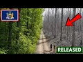 New York Released Wasps to Save Its Ash Trees What Happened Next Was Unreal