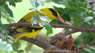 Download BLACK-NAPPED ORIOLE chicks feeding in a most perfect-looking nest MP3