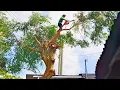 Download Lagu Cưa cây Giáng Hương siêu to gần nhà, dây điện / Sawing down the rosewood tree near the house | T998