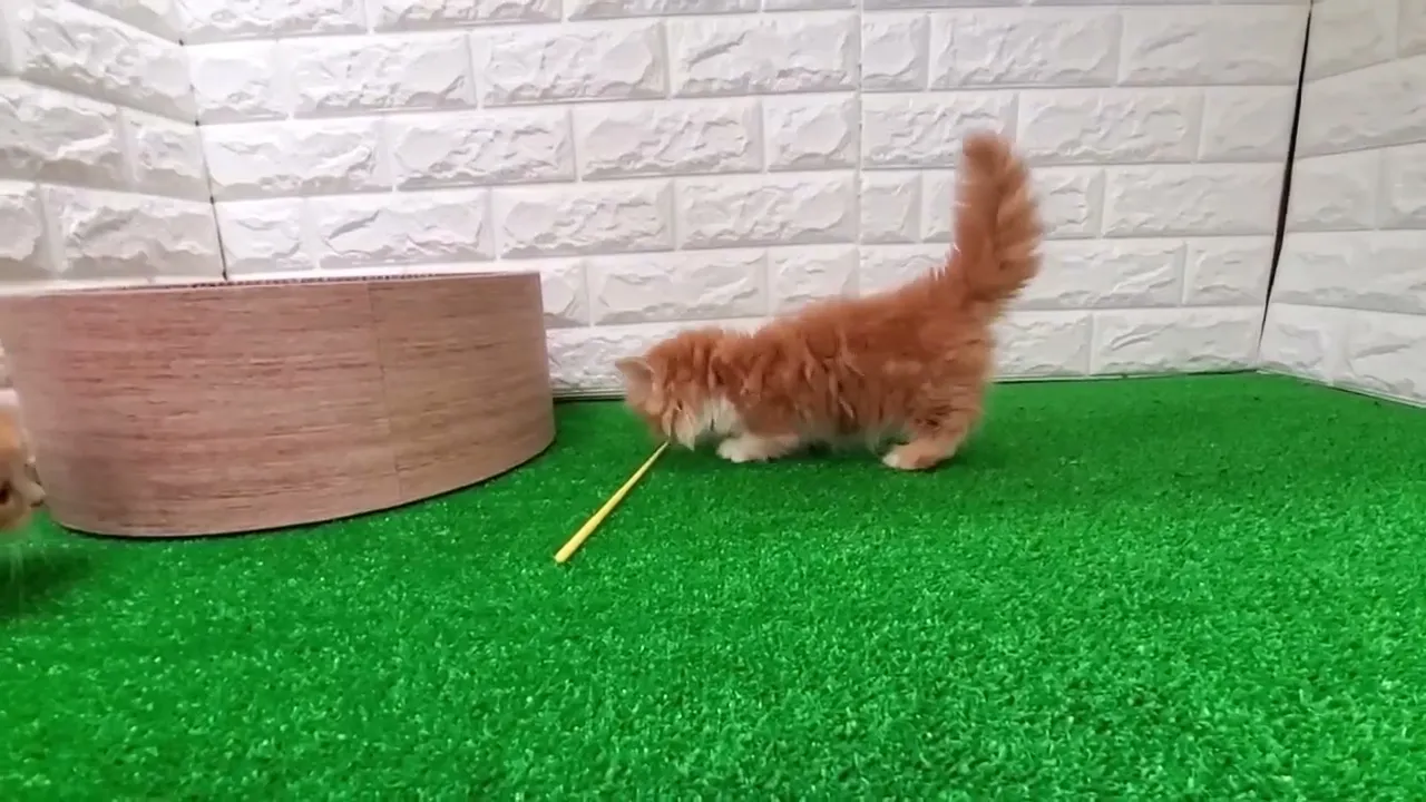 動画