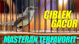 ciblek gacor masteran favorit murai dan burung ocehan lain