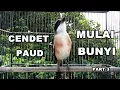 Download Lagu CENDET PAUD MULAI BUNYI PART 3