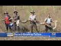Trending Record Setting 17-Foot Python Caught In Florida s Big Cypress Preserve