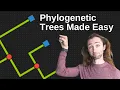 New to Phylogenies START HERE - Tips Nodes Branches and the Root