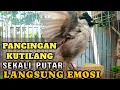 Download Lagu kutilang gacor TARUNG buat pancingan kutilang agar bunyi jadikan burung kutilang gacor