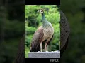 Download Lagu Peacock Sound
