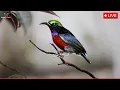 Magical Hummingbird Chirps  | Stress Relief \u0026 Meditation | Breathtaking Forest Ambience