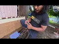 Download Lagu pertama kali dapat ular cincin emas bersize besar..ular ni berbisa tapi tak bahaya pada manusia..