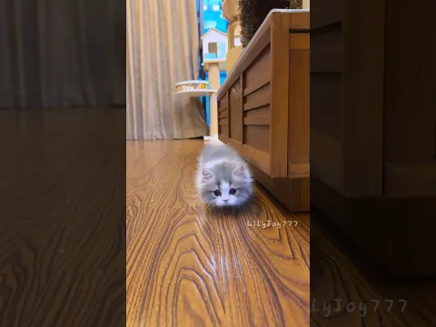 baby kitten: wait for me! 🥺😹