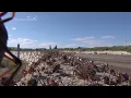 Nevada confronts invasion of blood-red crickets