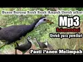 Download Lagu Pikat ruak ruak MP3 terbaik 2022