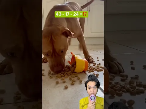 MAINA BEBEK ISI MAKANAN DOGGIE #ngeshortsdulu