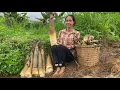 Download Lagu Harvesting giant bamboo shoots - single mother earns money to raise children
