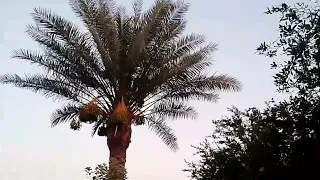 ومحمد رفع الجهاله بل هدا دندنها