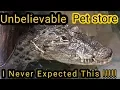 This pet store had a 5 000 Crocodile and huge Piranha
