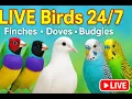 Download Lagu LIVE Birds 24/7 🕊️ Colorful Finches, Doves \u0026 Budgies | Relaxing Nature Sounds for Stress Relief