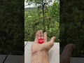 Download Lagu Feeding #hummingbird in #mindo #ecuador