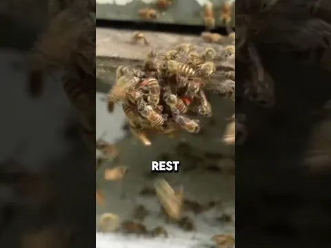 When Bees Fight Back 😱