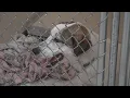 SFAHS seeking more dog adoptions and food donations
