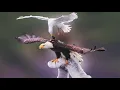 Download Lagu 35 Pertarungan Burung Paling Epik yang Terekam Kamera!